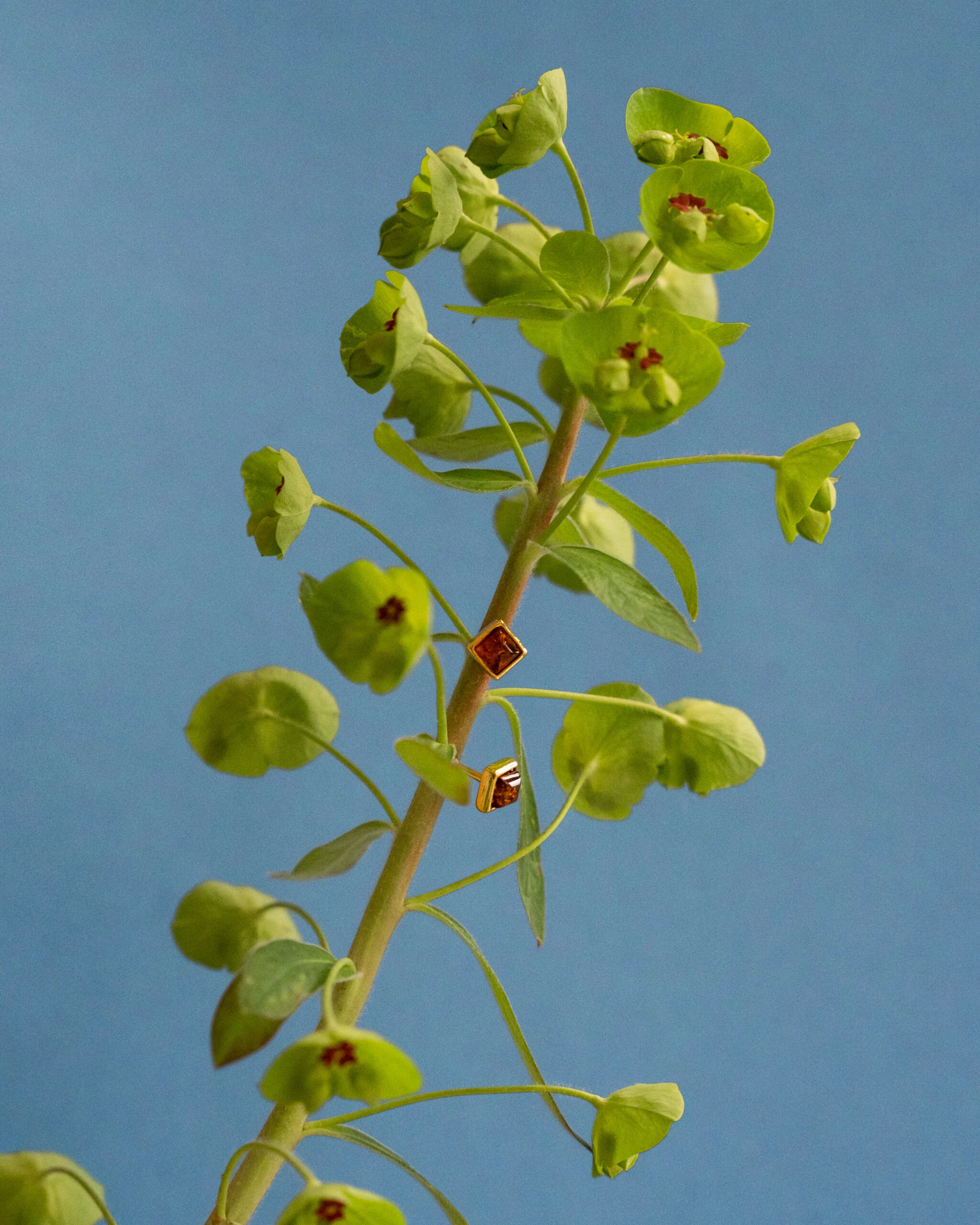Miniatyrbild av Kvadratiska, små guldörhängen med cognac bärnsten
