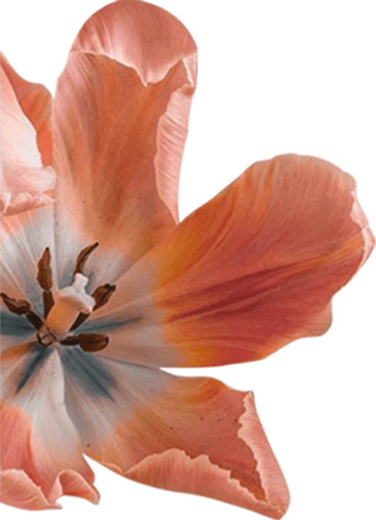 Flower 3