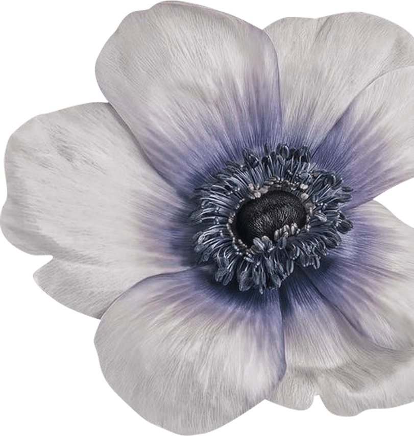 Amber Room Flower Logo End