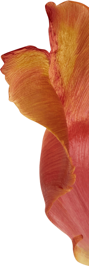 Flower 1
